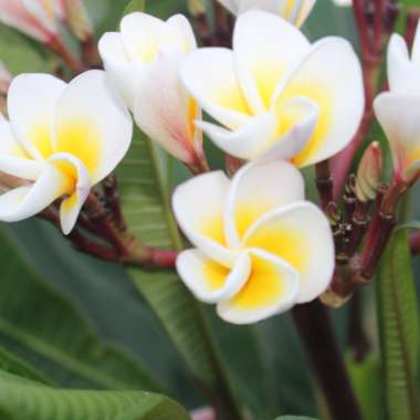 Plumeria