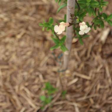 Salvia gregii 'Pumpkin'