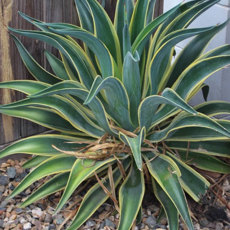 Plant image Agave Desmentiana Bright Edge