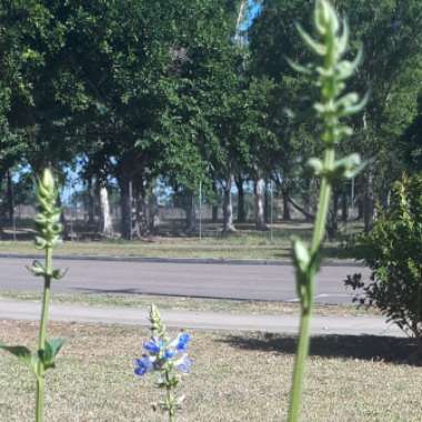 Salvia uliginosa