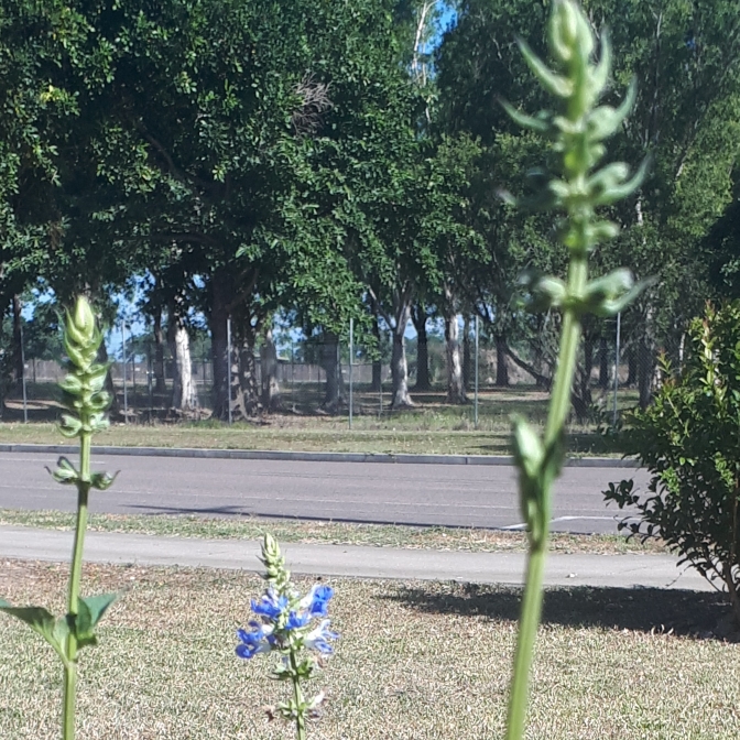 Plant image Salvia uliginosa