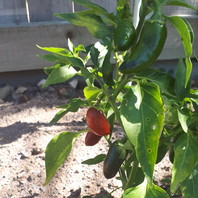 Plant image Capsicum Annuum 'Mammoth Jalapeno Pepper'