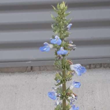 Salvia uliginosa