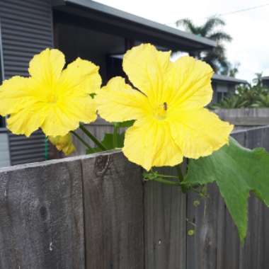 Luffa aegyptiaca