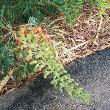 Grevillea bipinnatifida x banksii 'Ned Kelly' syn. Grevillea Mason's hybrid