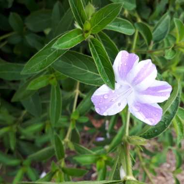 Barleria cristata 'Jet Streak'