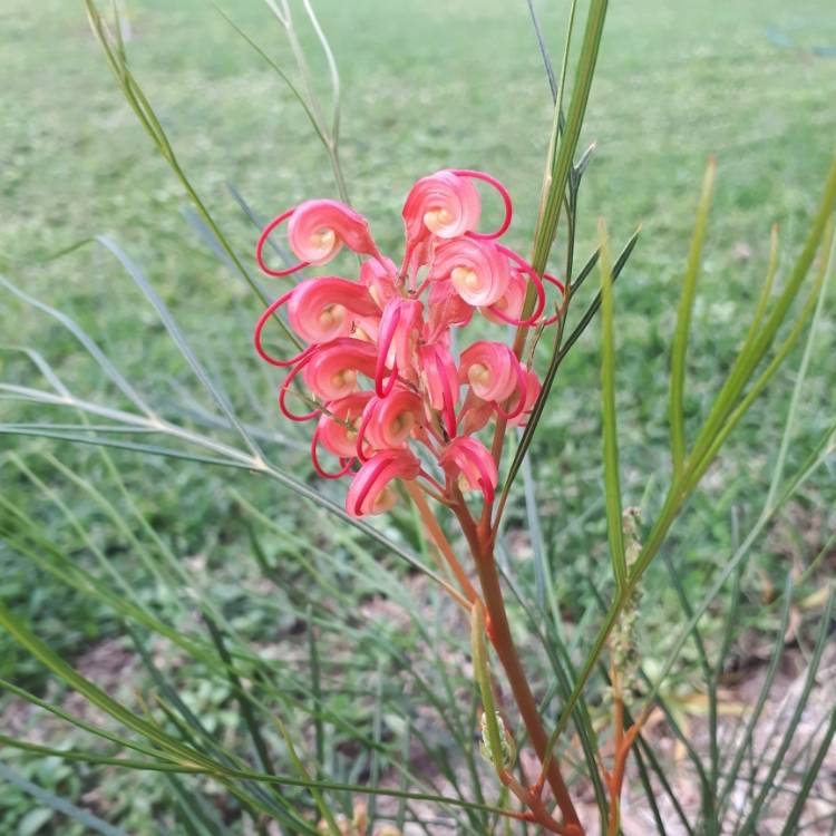 Plant image Grevillea longistyla x johnsonii 'Elegance'