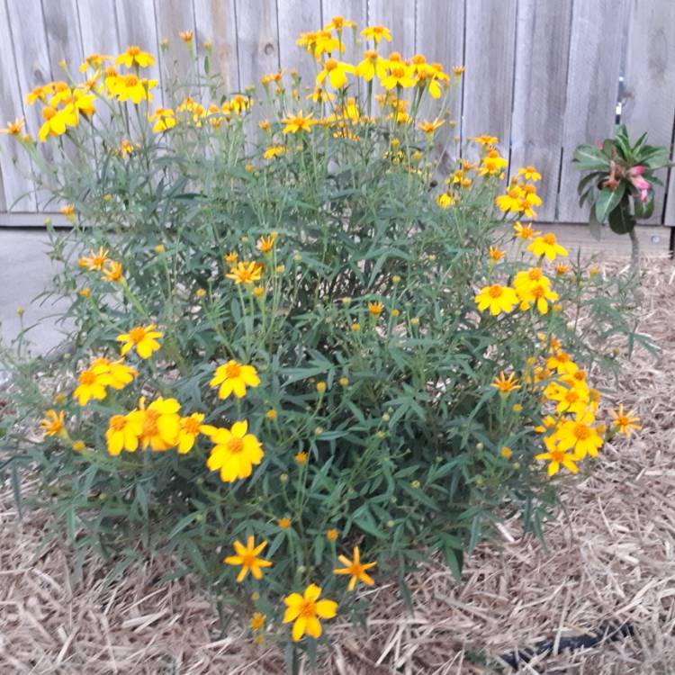 Plant image Tagetes lemmonii