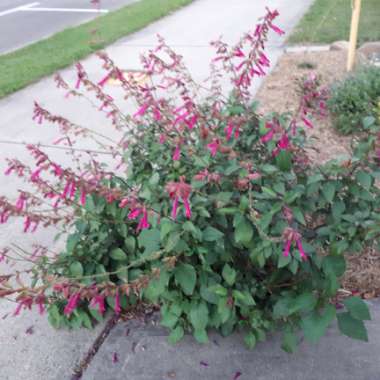 Salvia 'Wendy's Wish'