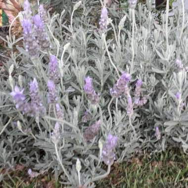 Lavandula Dentata