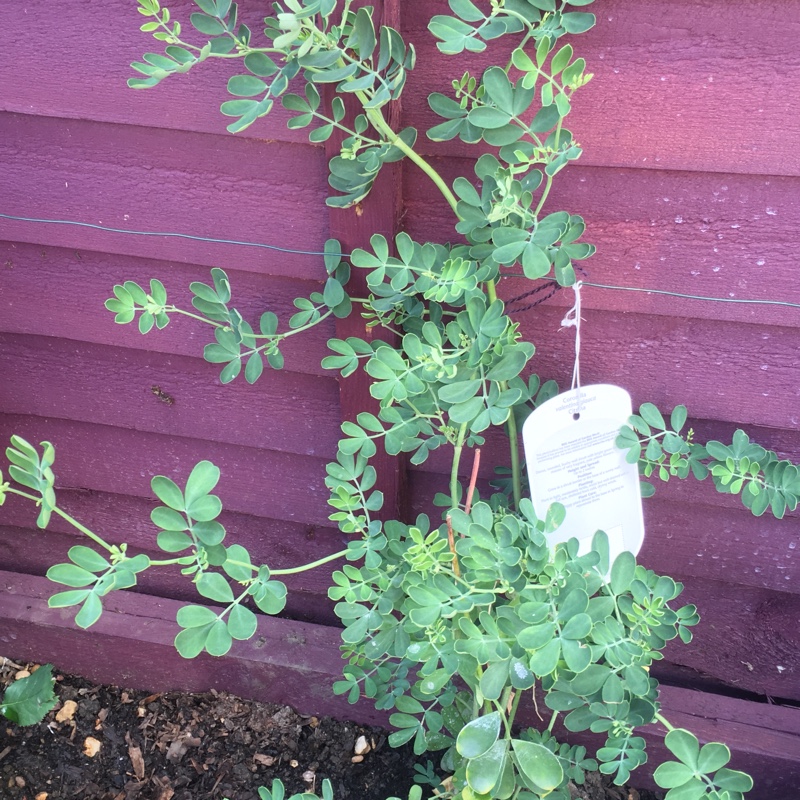 Plant image Coronilla valentina subsp. glauca  syn. Coronilla glauca