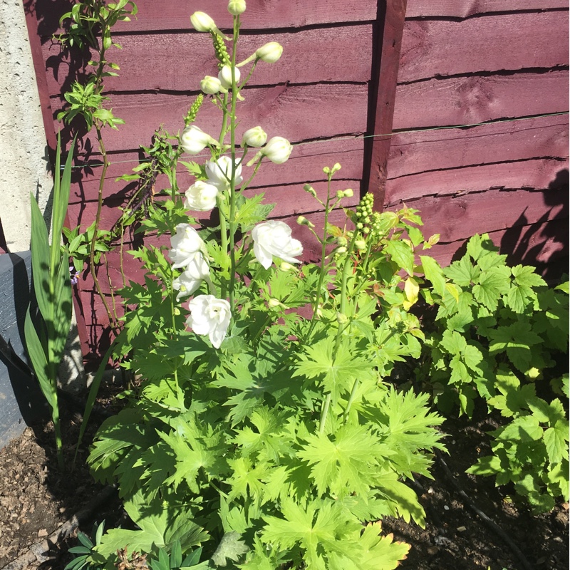 Plant image Delphinium elatum 'Butterball'