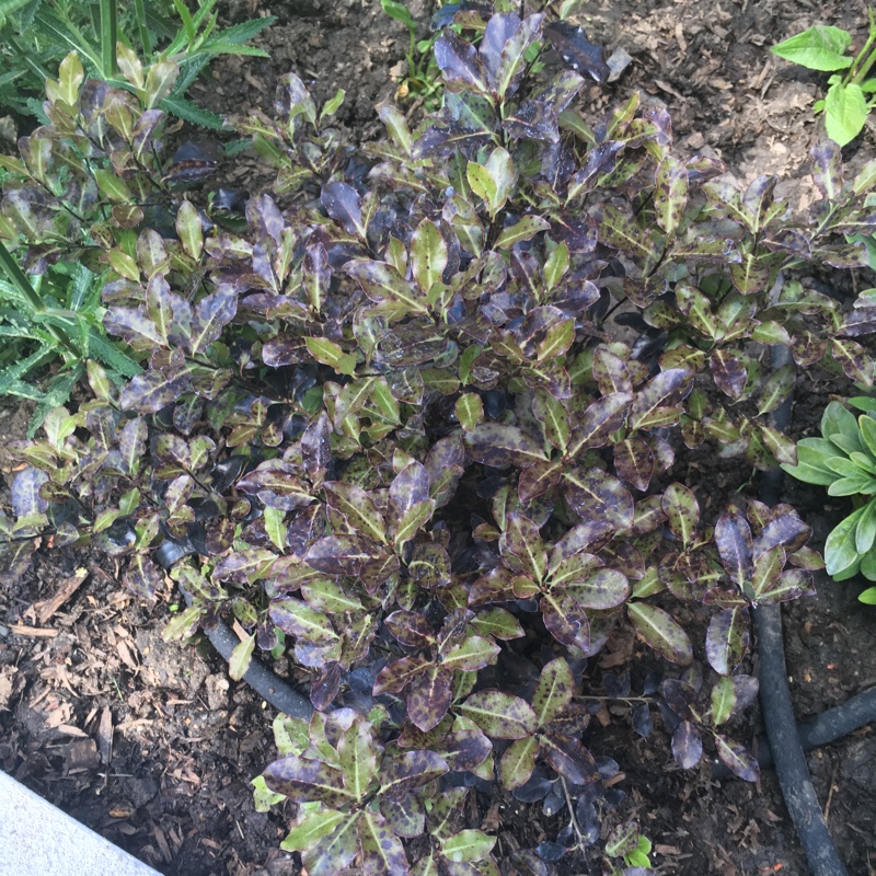 Plant image Pittosporum tenuifolium 'Tom Thumb'