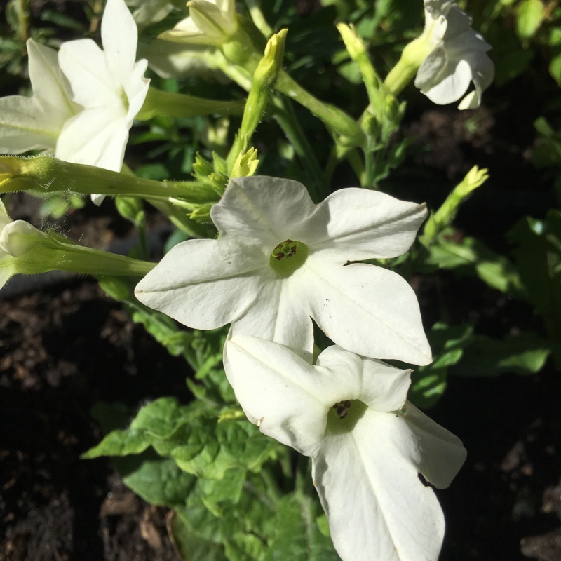 Plant image Nicotiana x sanderae 'White Bedder'