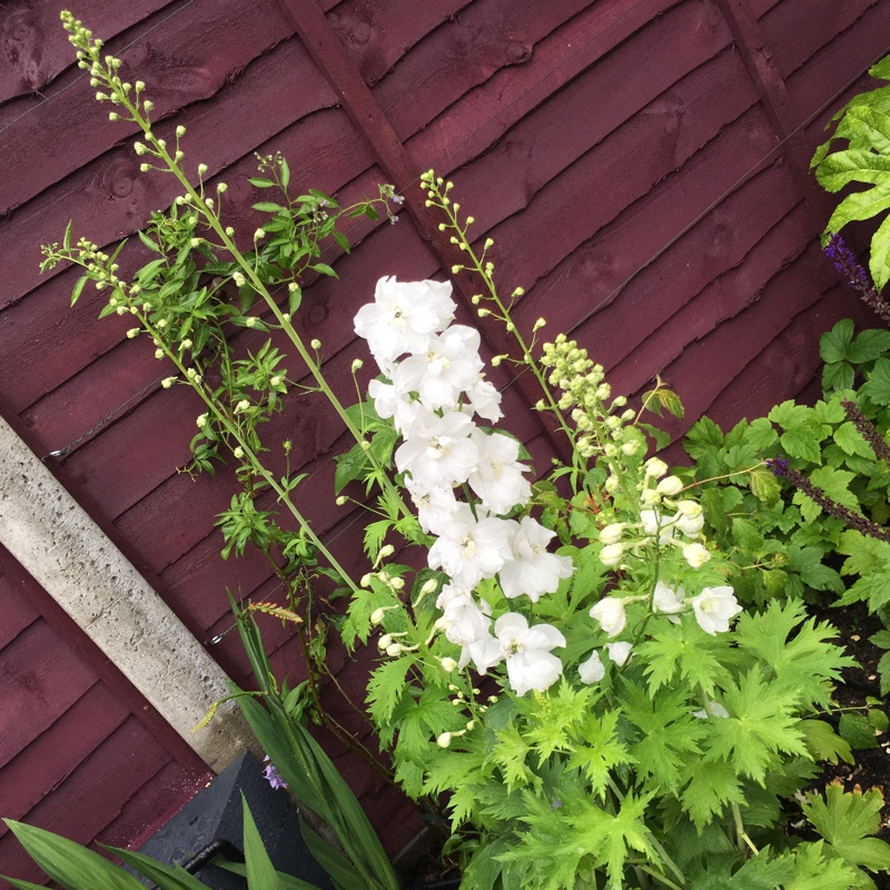 Plant image Delphinium elatum 'Butterball'