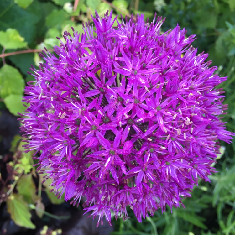 Allium hollandicum 'Purple Sensation' syn. Allium 'Purple Sensation ...