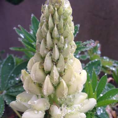 White Lupin