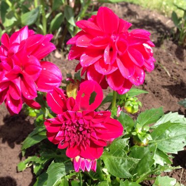 Dahlia 'Happy Days Red' (Bedding)