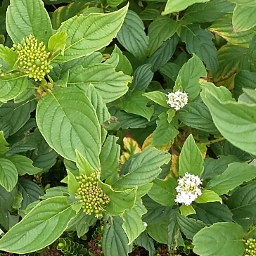 Plant image Physocarpus opulifolius 'Minall2' syn. Physocarpus opulifolius 'All Black'