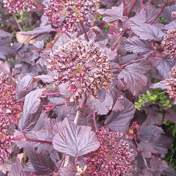 Plant image Physocarpus opulifolius 'Minall2' syn. Physocarpus opulifolius 'All Black'