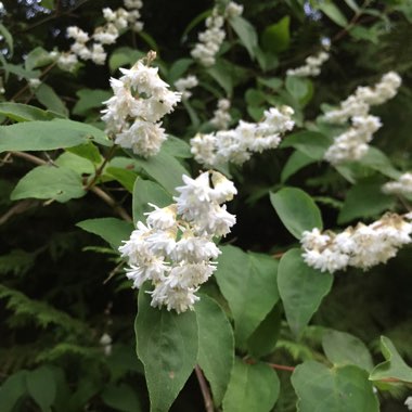 Deutzia