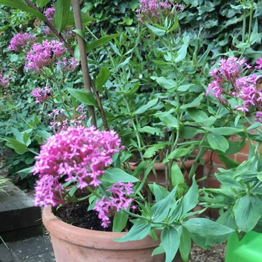 Centranthus ruber