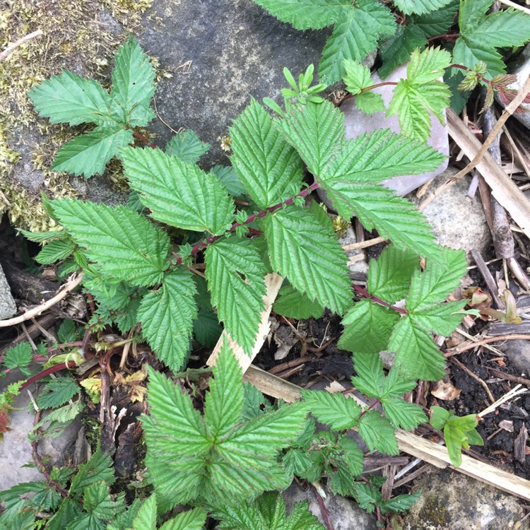 Plant image Spiraea Alba