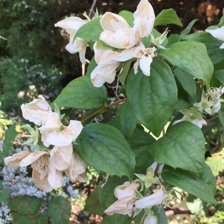 Plant image Philadelphus 'Virginal'