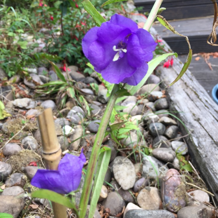 Plant image Campanula persicifolia 'Telham Beauty'