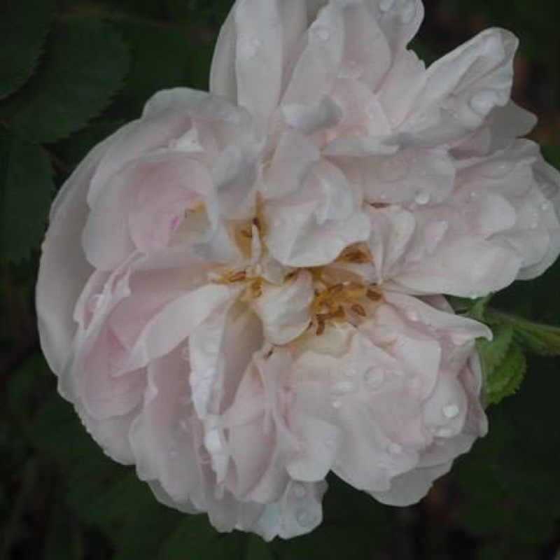 Old Rose 'Stanwell Perpetual'