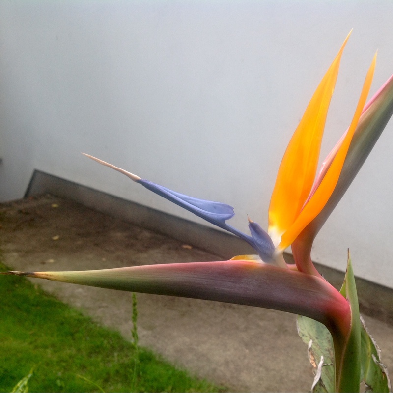 Bird Of Paradise