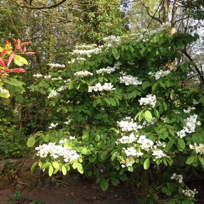 Japanese Snowball 'Mariesii'