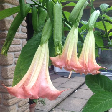 Red Angel's Trumpet