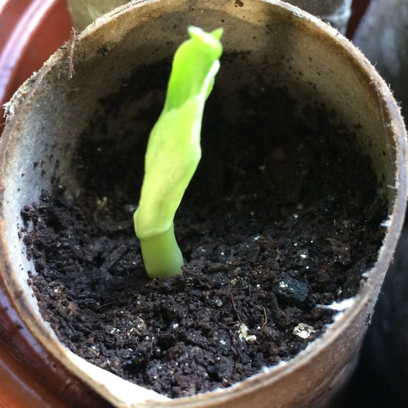 Broad Bean 'Aquadulce Claudia'