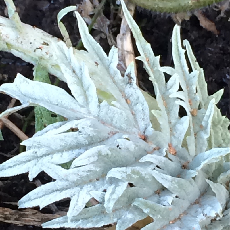 Globe Artichoke