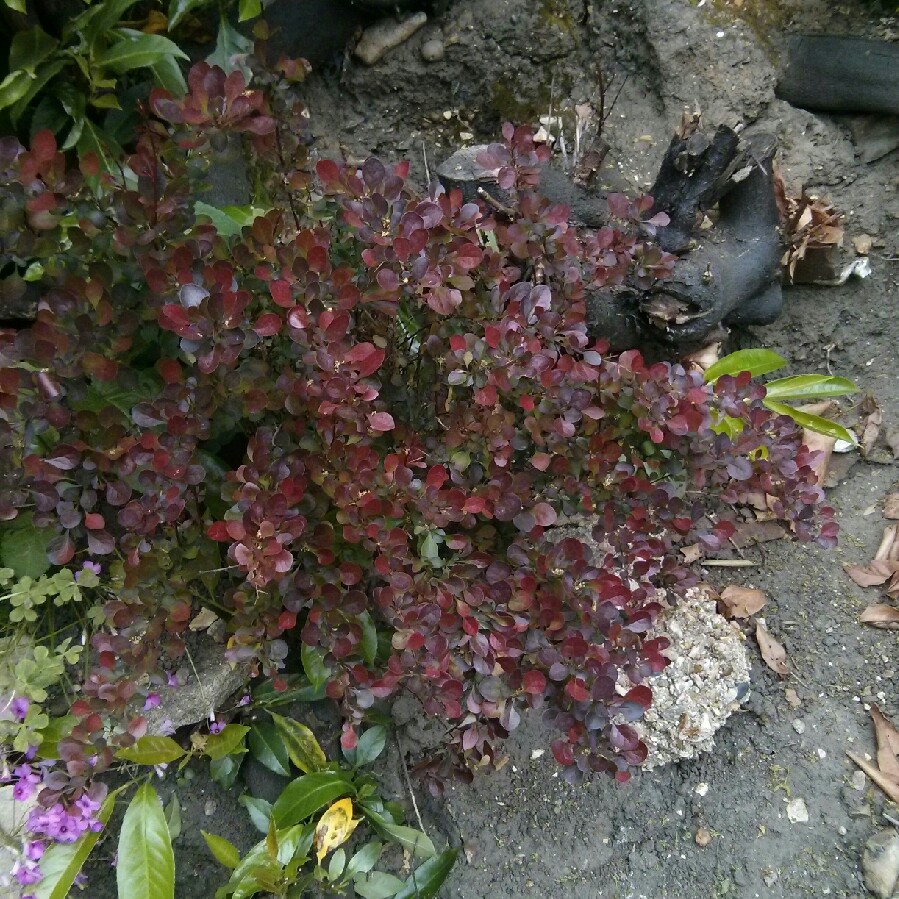 Japanese Barberry 'Rose Glow'