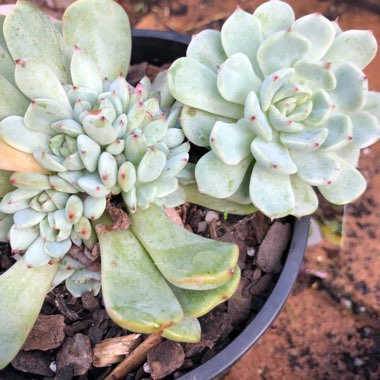 Echeveria Nobaranosei