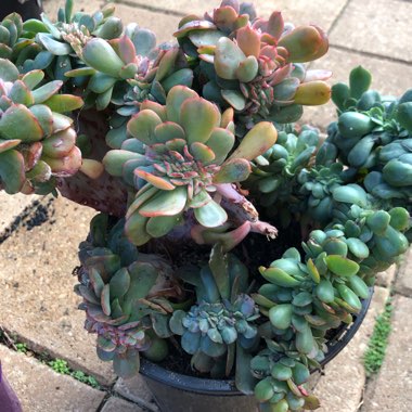 Echeveria Briar Rose Cristata