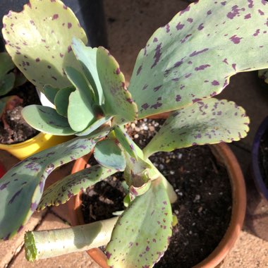 Kalanchoe 'Marmorata'