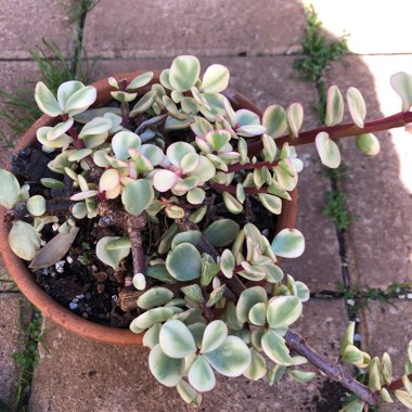 Portulacaria Afra Variegata