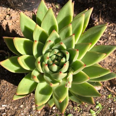 Echeveria Agavoides Corderoyi