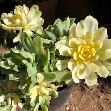 Aeonium Suncup