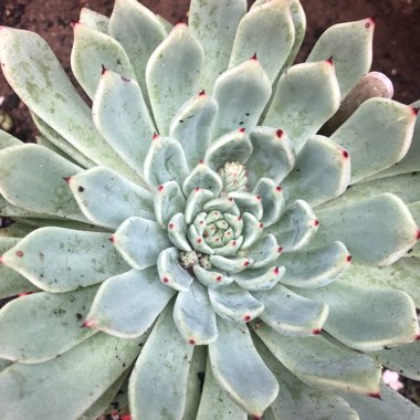 Echeveria Cuspidata var. Zaragozae