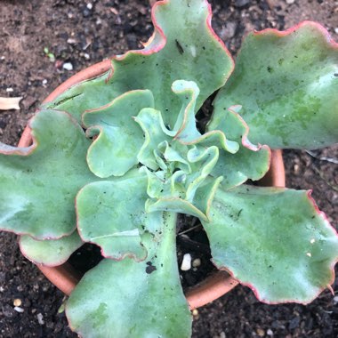 Echeveria Frilly Maid