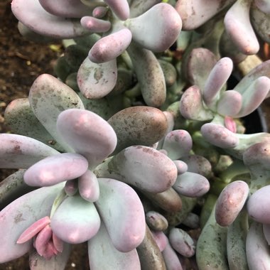 Pachyphytum oviferum