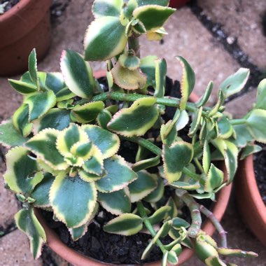 Crassula Sarmentosa