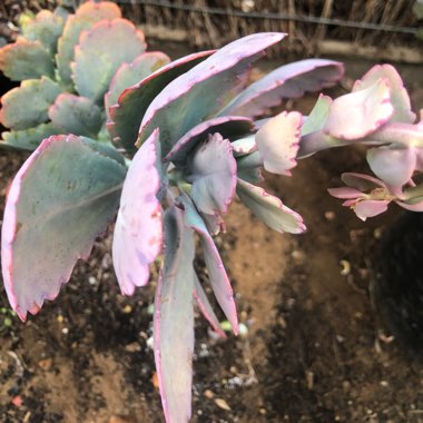 Kalanchoe Fedtschenkoi