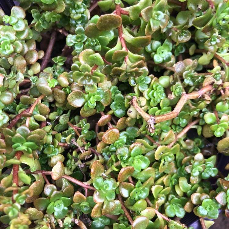 Plant image Sedum makinoi 'Green Blob'