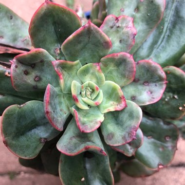 Echeveria Briar Rose