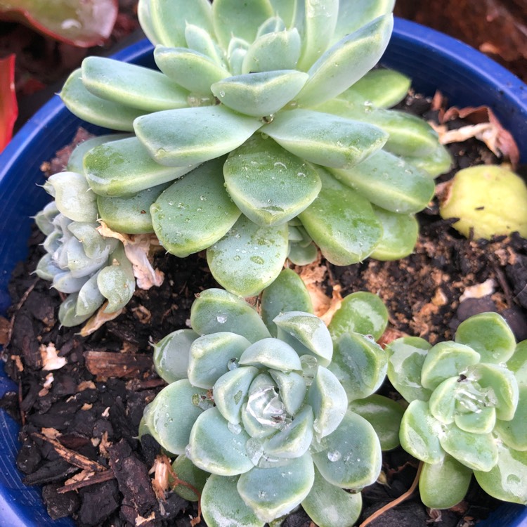 Plant image Echeveria Albicans